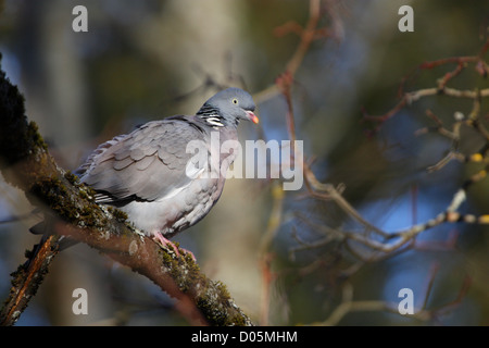 Woodpigeon (Columba Palumbus), Estland, Europa. Stockfoto