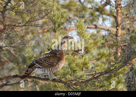 Weibliche Auerhuhn (at Urogallus) im Moor Pinienwald. Stockfoto