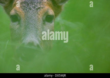 Porträt von Reh (Capreolus Capreolus) Stockfoto