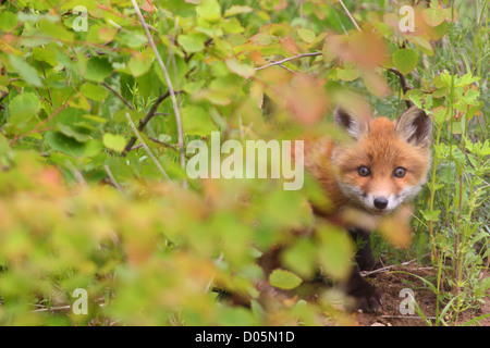 Kit der Rotfuchs (Vulpes Vulpes) Stockfoto