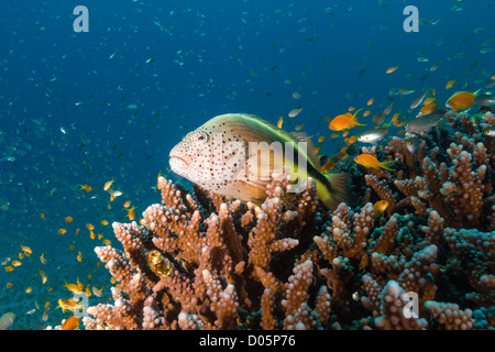 Ein Zackenbarsch hockt auf einer Steinkorallen, umgeben von Anthias an einem tropischen Korallenriff im Roten Meer Stockfoto