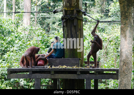 Orang-Utans und Erhaltung Arbeitnehmer der Fütterung Plattform im Sepilok Orang Utan Rehabilitation Centre, Sandakan, Borneo Stockfoto