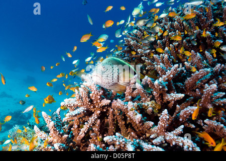 Eine Gruppe ist von Anthias und andere tropische Fische auf einen harten Korallen im Roten Meer umgeben. Stockfoto