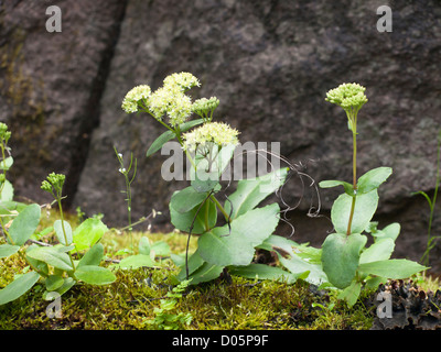 Hylotelephium maximale, ehemals Sedum Familie Englisch Name Orphine oder Sedum ewig leben, auf einem Felsvorsprung Moos gewachsen in Oslo Norwegen Stockfoto