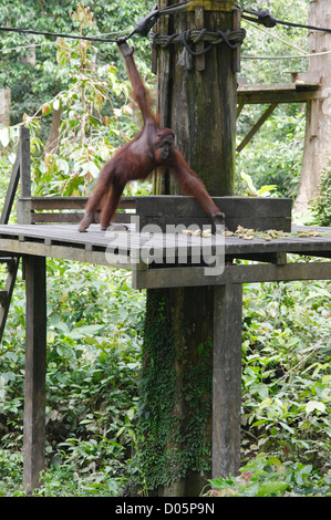 Männliche essen Bananen füttern Plattform, Sepilok Orang Utan Rehabilitation Centre, Sandakan, Borneo Orang-Utan Stockfoto