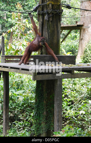 Männliche Essen Bohnen auf Fütterung Plattform, Sepilok Orang Utan Rehabilitation Centre, Sandakan, Borneo Orang-Utan Stockfoto