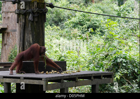 Männliche Essen Bohnen auf Fütterung Plattform, Sepilok Orang Utan Rehabilitation Centre, Sandakan, Borneo Orang-Utan Stockfoto