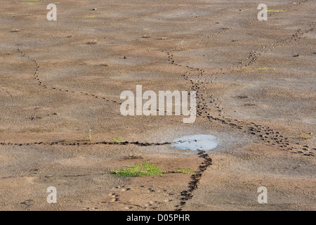 Tierspuren und Fußabdrücke auf ein Austrocknen der indischen See. Andhra Pradesh, Indien Stockfoto