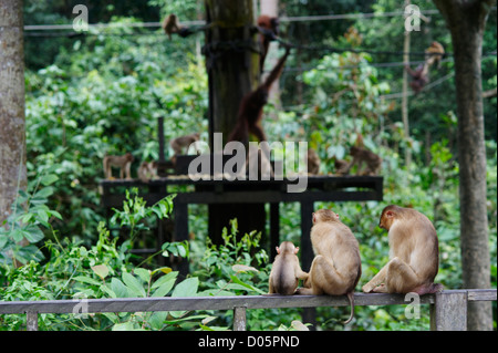 Makaken auf touristischen Aussichtsplattform, Sepilok Orang Utan Rehabilitation Centre, Sandakan, Borneo Stockfoto