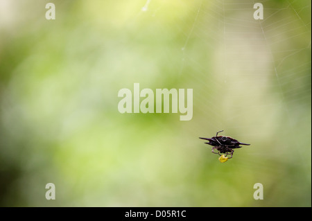 Dorn-Spinne im tropischen Regenwald, Sandakan, Borneo Stockfoto