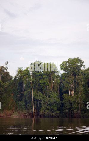 Bäume wachsen in Kinabatangan Fluss, Sabah, Borneo Stockfoto