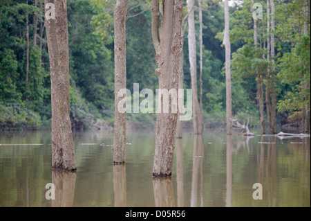 Bäume wachsen in Kinabatangan Fluss, Sabah, Borneo Stockfoto