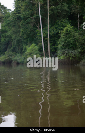 Bäume wachsen in Kinabatangan Fluss, Sabah, Borneo Stockfoto