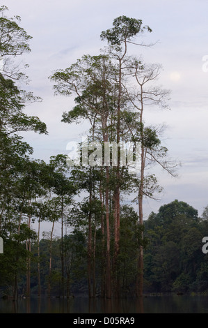 Bäume wachsen in Kinabatangan Fluss, Sabah, Borneo Stockfoto