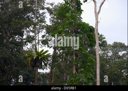 Farn wächst in Baum, Kinabatangan Fluss, Sabah, Borneo Stockfoto