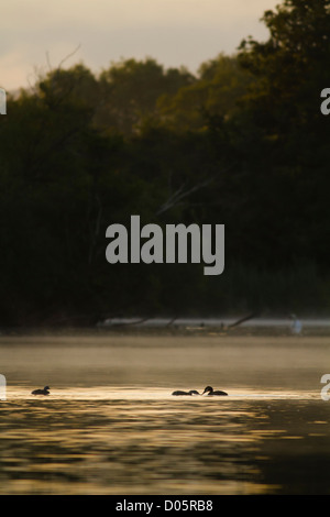 Mutter Grebe jungen in der Ferne füttert. Stockfoto