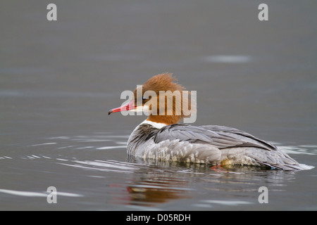 Weibchen Gänsesäger auf einer North Wales See. Stockfoto