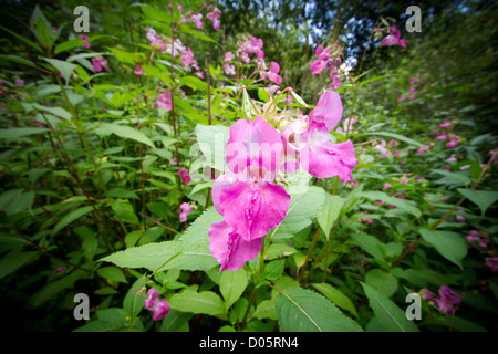 Himalayan Balsam, eine invasive Weed in Großbritannien Stockfoto