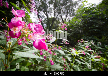 Himalayan Balsam, eine invasive Weed in Großbritannien Stockfoto