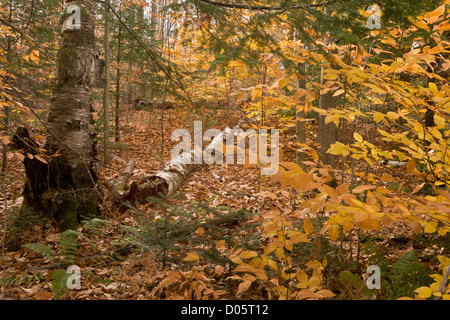 Wälder im Herbst auf der Halbinsel Naturlehrpfad, Lake Placid, Adirondack Mountains, New York State, USA Stockfoto