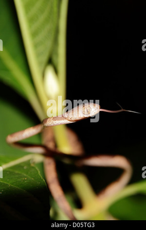 Bluntheaded Tree Snake (Imantodes Cenchoa) gleiten durch die Blätter, Tongueflicking in der Nacht in der Nähe von Manuel Antonio, Costa Rica. Stockfoto