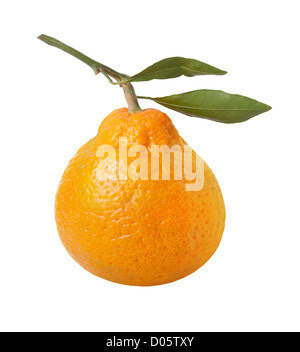 Satsuma Orange isoliert auf weiss. Stockfoto