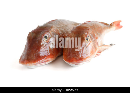 zwei frische Tub Gurnard isoliert auf weißem Hintergrund Stockfoto