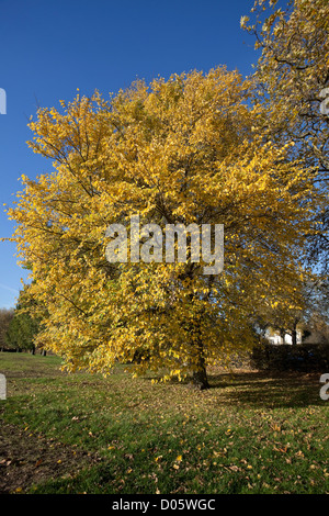 Eine gelbe belaubten Baum im Herbst, Regents Park, London, England, UK Stockfoto