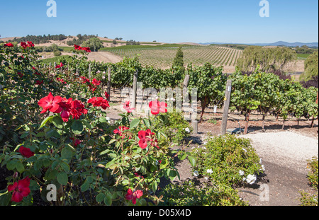 Schöne Aussicht von der Domaine Carneros Kellerei und Weingut in Napa Valley. Stockfoto