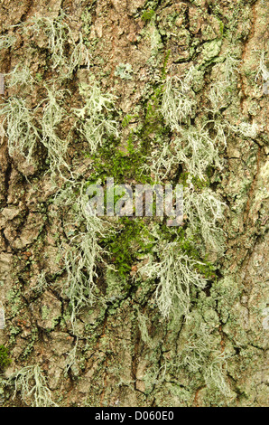 Rentier Ramalina Farinacea fruticose Flechten und Moos unter foliose Flechten an lebenden Eichenrinde Baumstamm Stockfoto