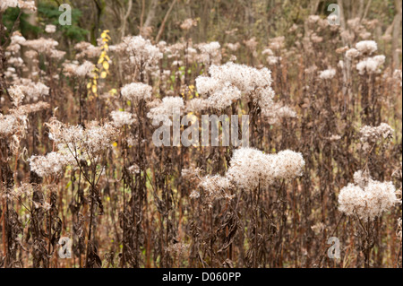 Wilder Wind gesät zusammengesetzte Daisy Pflanze, abgestorbene Pflanzen und Reste von Samen Köpfe Blüte Blume stehend Stockfoto