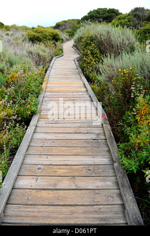 Promenade, umgeben von Küsten Pinsel in Morro Bay Stockfoto