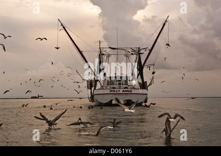 Ein Garnelen-Boot gefolgt von Fütterung Seeschwalben Möwen und Küstenvögel während Keulung seinen Fang, Port Aransas Texas Stockfoto