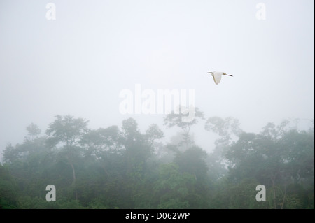 Silberreiher fliegen durch Nebel, Kinabatangan Fluss, Sabah, Borneo Stockfoto