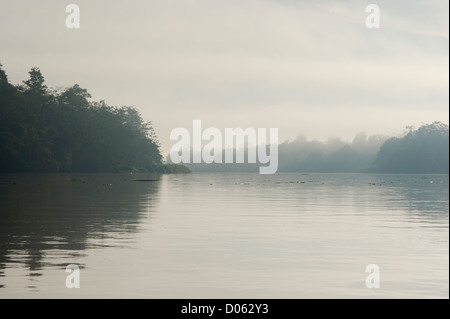 Nebligen Sonnenaufgang am Kinabatangan Fluss, Sabah, Borneo Stockfoto