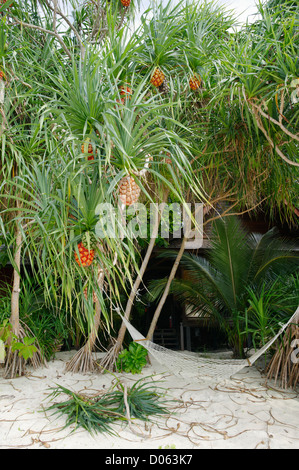 Schrauben Sie Kiefer (Panadanus) mit Hängematte von Strand Hütte, Lankayan Insel Borneo Stockfoto