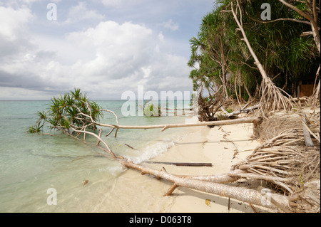 Schraube-Kiefern (Panadanus) verloren gehen, das Meer, Lankayan Insel Borneo Stockfoto