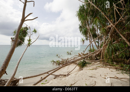 Schraube-Kiefern (Panadanus) verloren gehen, das Meer, Lankayan Insel Borneo Stockfoto