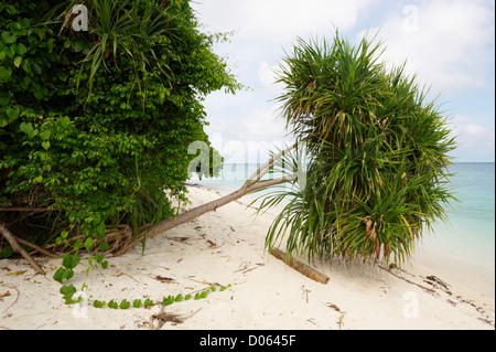 Schraube-Kiefern (Panadanus) verloren gehen, das Meer, Lankayan Insel Borneo Stockfoto