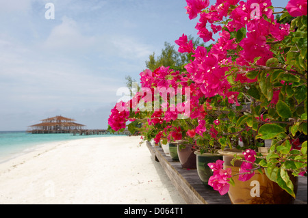 Rosa Bougainvilleen mit Bau arbeiten auf einem Steg in der Ferne, Lankayan Insel Borneo Stockfoto