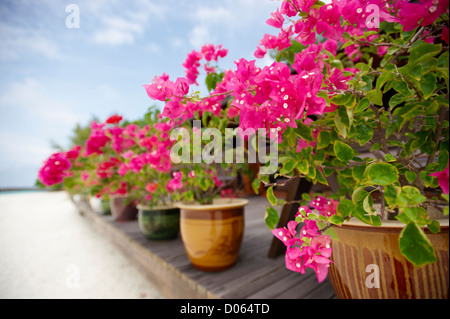 Rosa Bougainvilleen mit Bau arbeiten auf einem Steg in der Ferne, Lankayan Insel Borneo Stockfoto