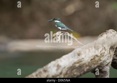 Weibliche grün Eisvogel (Chloroceryle Americana) thront auf Log oben Sarapiqui Fluss, Costa Rica. Stockfoto