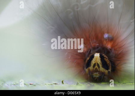 Nahaufnahme von haarige Raupe, Sandakan Rainforest Park, Sabah, Borneo Stockfoto