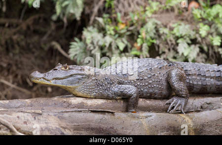 Amerikanisches Krokodil (Crocodylus Acutus) sonnen sich am Log entlang Sarapiqui Fluss, Costa Rica, Zentralamerika. Stockfoto