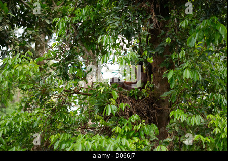 Männliche liegen im Nest, Sepilok Orang Utan Rehabilitation Centre, Sandakan, Borneo Orang-Utan Stockfoto