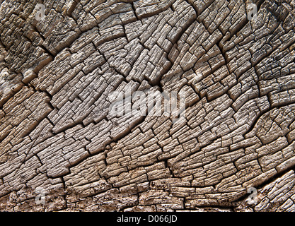 Treibholz-stumpf-Textur Stockfoto