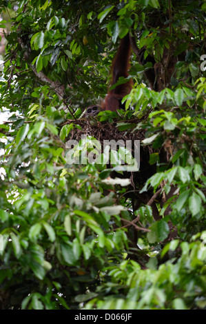 Männliche liegen im Nest, Sepilok Orang Utan Rehabilitation Centre, Sandakan, Borneo Orang-Utan Stockfoto