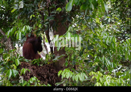 Männliche liegen im Nest, Sepilok Orang Utan Rehabilitation Centre, Sandakan, Borneo Orang-Utan Stockfoto