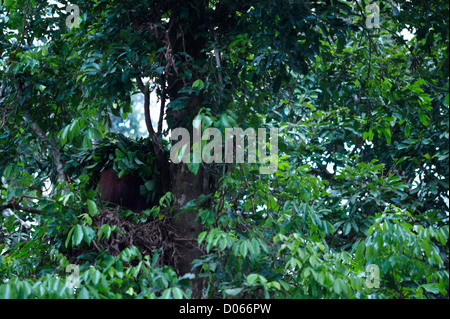 Männliche liegen im Nest, Sepilok Orang Utan Rehabilitation Centre, Sandakan, Borneo Orang-Utan Stockfoto