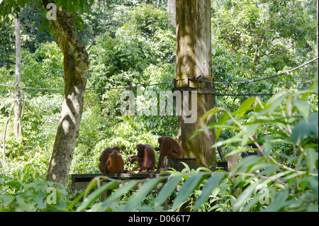 Orang-Utans auf der Fütterung Plattform, Sepilok Orang Utan Rehabilitation Centre Sandakan, Borneo Stockfoto